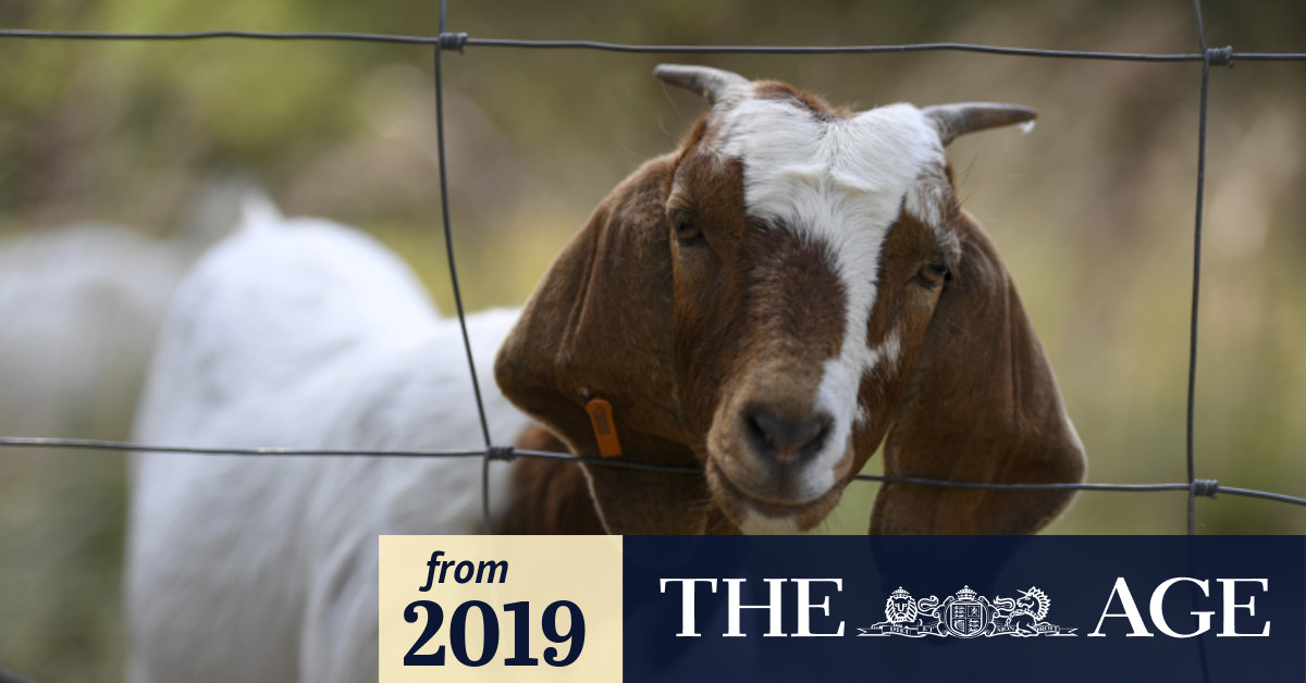 With weedkiller on the nose, councils using goats as chewers of choice